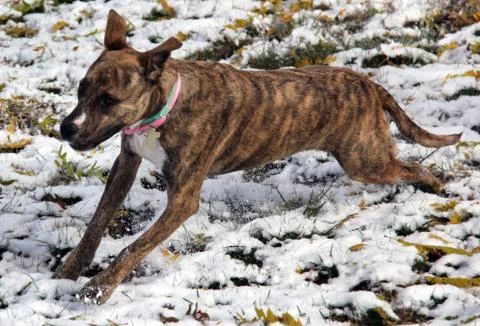 Leaping Dog Stock Photos