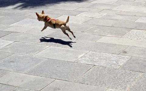 Leaping dog Stock Photos