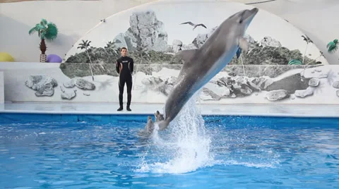 Leaping dolphin Stock Footage 30351742