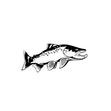 Leaping Fish vector Illustration Monochrome Stock Illustration