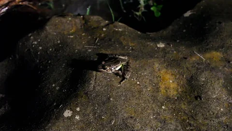 Leaping Frog on Pond rock at Night Video stock 79664956
