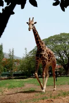 Leaping Giraffe Stock Photos