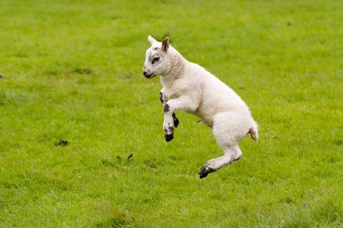 Leaping Lamb with green background. Stock Photos