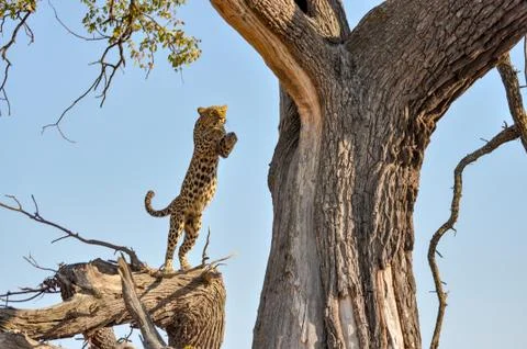 Leaping leopard 写真素材