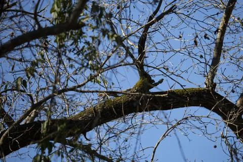 Leaping Squirrel Stock Photos