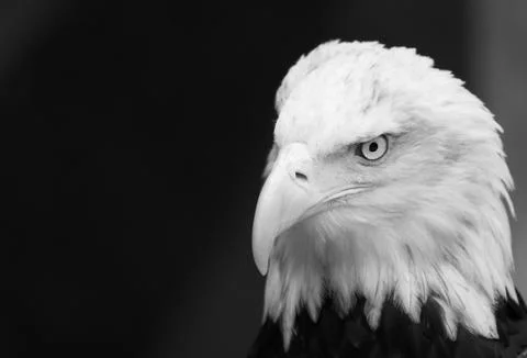 Learing bald eagle Stock Photos