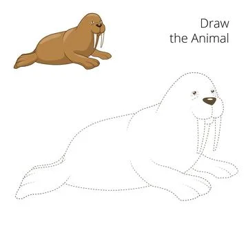 Learn to draw animal walrus vector illustration Stock Illustration