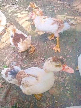 Learn to raise ducks Stock Photos