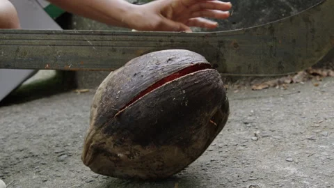 Learn to use coconut fruit peel knife for easy coconut opening Vidéo 321357231