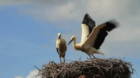 Learning to fly Stock-Footage 23659379