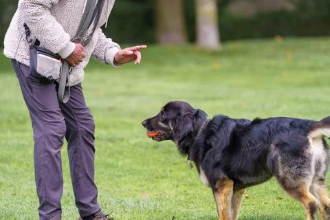 Learning patience while playing fetch at Golden Gate Park during a sunny au.. Stock Photos