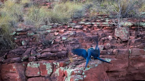 Lear's Indigo Macaw parrot pair slow motion open wing flaps on cliff Stock-Footage 278064442