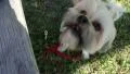 Leash On A Cute Playful Lhasa Apso Puppy HD-videomateriaal