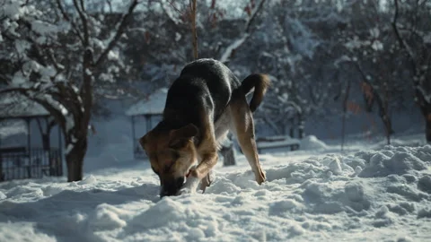 Off-leash dog actively sniffs through snow in park, displaying curiosity and Video stock 266885589