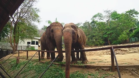Leash elephants in the zoo aviary Видео 100890455