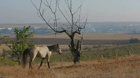 On the leash Video stock 20450796