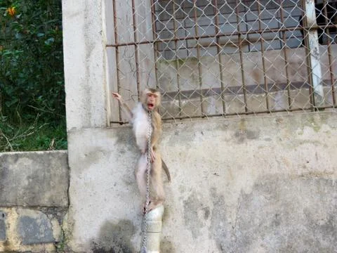 Leash monkey Stock Photos