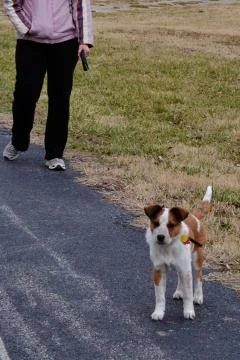Leash walking Stockfoto's