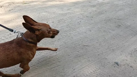 Leashed brown dog jogging alongside bike on paved path Stock Footage 314302921