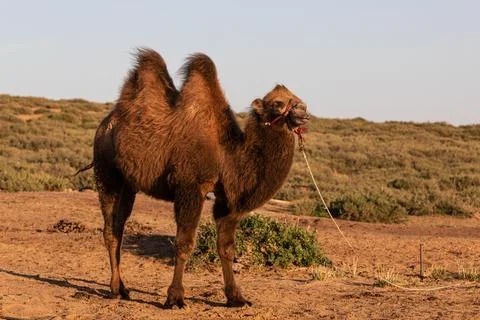 A leashed camel stands on an overgrown dune on the edge of the Gobi Desert. Stock Photos