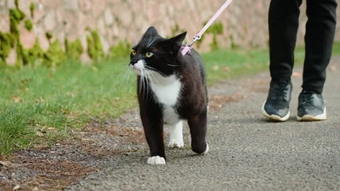 Leashed cat walking with owner during steady relaxed outdoor routine. Calm Stock Footage 340326477