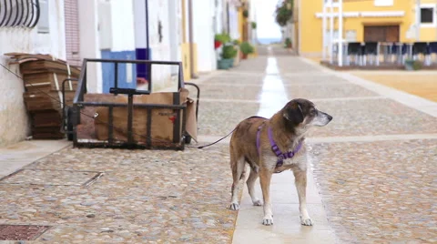 Leashed dog waiting on the street 库存影片 56589226