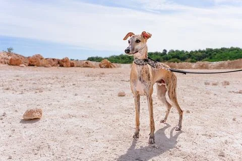 Leashed Greyhound Standing on Sandy Terrain Outdoor Stock Photos