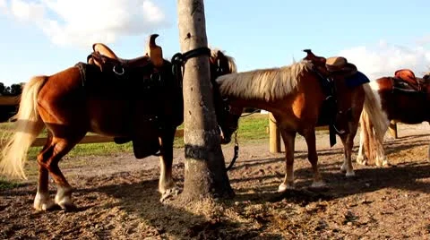 Leashed ponys Stock Footage 8847222
