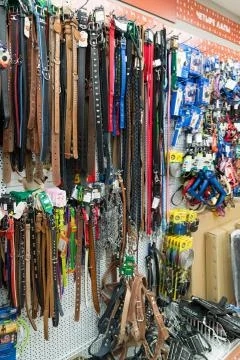 Leashes and collars in Four paws pet store Stock Photos