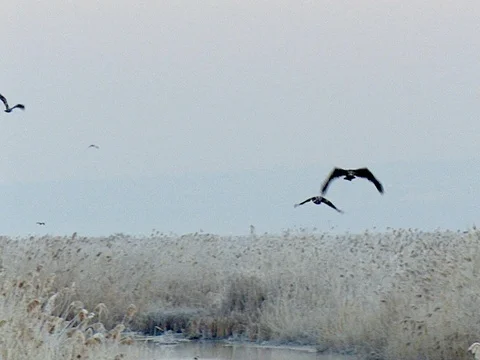 At least 6 Bald Eagles fly over marsh in the early morning. Stock Footage 124161913