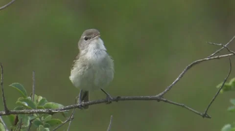 "Least" Bell's Vireo 2 Stock Footage 8507119