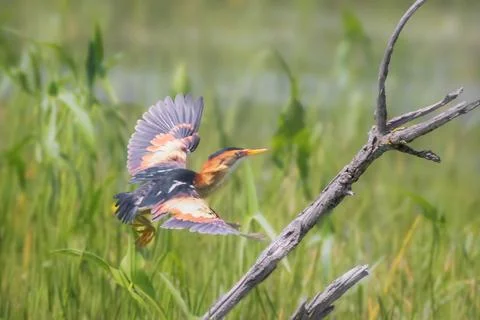 Least Bittern in flight over vegetation in marsh Stock Photos
