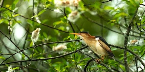 Least Bittern Perched on a Branch Among Spring Foliage Stock Photos