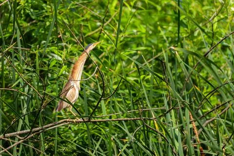 Least bittern perched on branch in lush green wetland vegetation Stock Photos