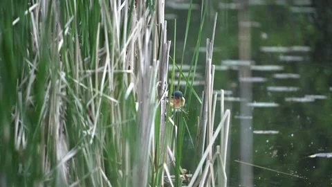 Least Bittern Walking Through Marsh Reeds in Wetland Habitat Stock Footage 341522229
