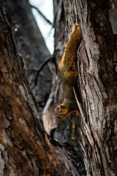 Least Chipmunk cleaning itself in a pine tree Stock Photos