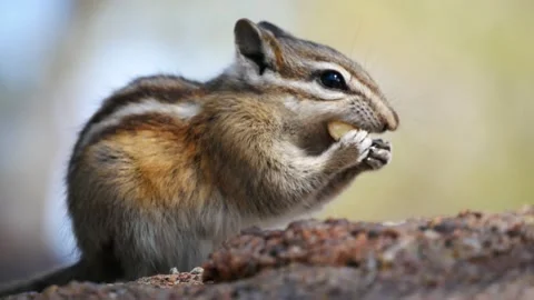 Least Chipmunk, Collecting Nuts, 4K Stock Footage