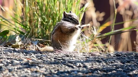 Least Chipmunk Eating Seeds From Plant Stock Footage 120150853