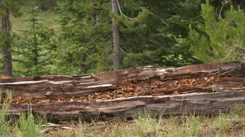Least Chipmunk Lone Foraging Looking For Food Summer Log Rotten Decomposing Vidéo 148847498