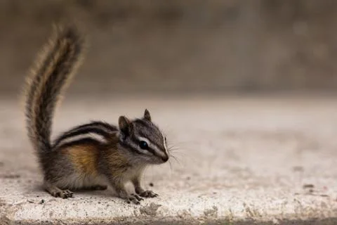 Least chipmunk Stock Photos