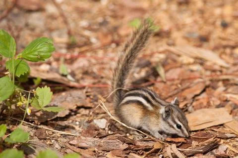 Least chipmunk Stock Photos