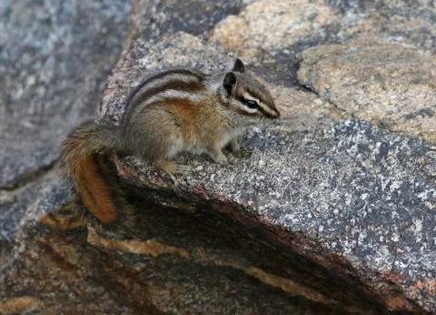 Least Chipmunk Stock Photos