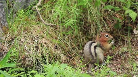 Least Chipmunk Squarrel 스톡 동영상 27454485
