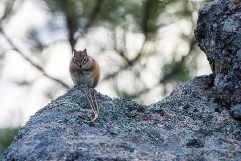 Least Chipmunk Watching Stock Photos