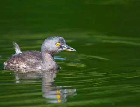 Least Grebe in a pond in Guatemala Stock Photos