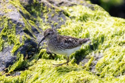 A Least Sandpiper Stock Photos