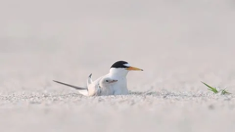 Least Tern and Chick on the Beach Stock Footage 249223493