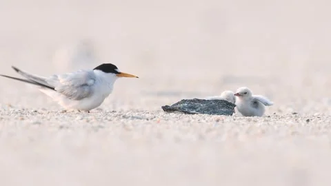 Least Tern and Chick on the Beach Stock Footage 249223837