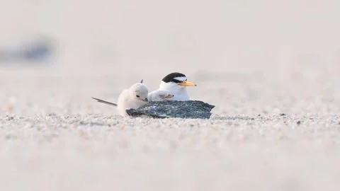 Least Tern and Chick on the Beach Stock Footage 249225025