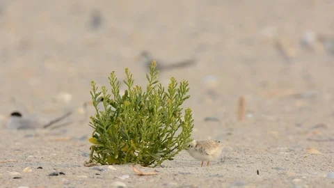 Least Tern chick Vidéo 113215577